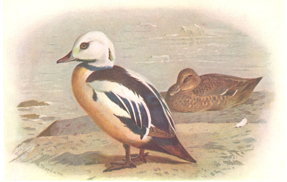BRITISH BIRDS. Steller's Eider. THORBURN 1925 old vintage print picture